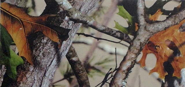 Camo